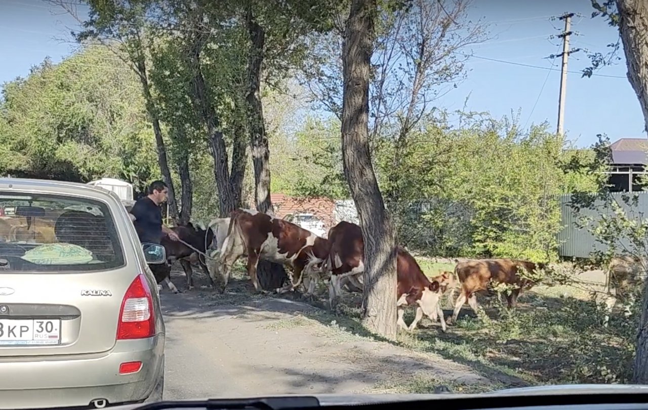 В Астрахани возле аэропорта пасли стадо коров