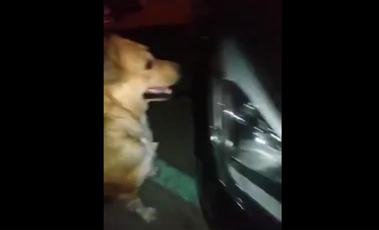 В Астрахани бродячие собаки изуродовали легковую машину