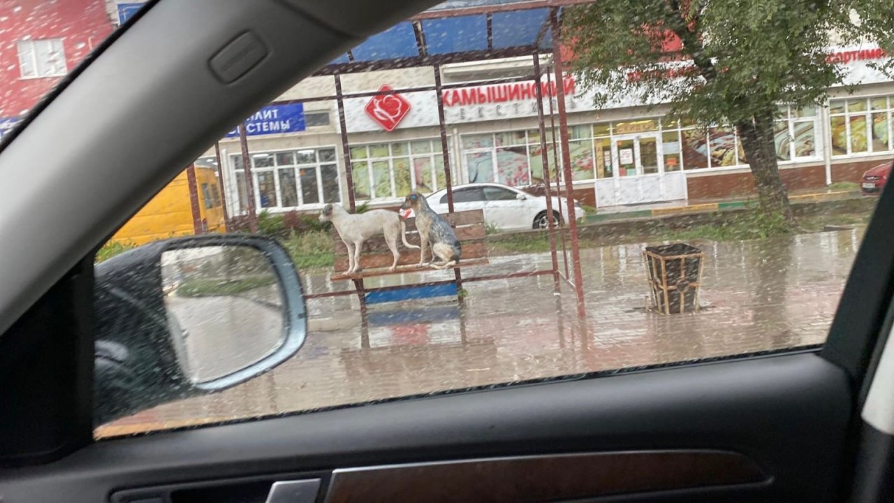 В Астрахани после дождя провели странную акцию 