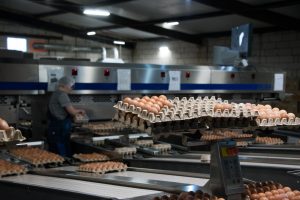 Куры стараются изо всех сил: сколько яиц они несут в Астраханской области