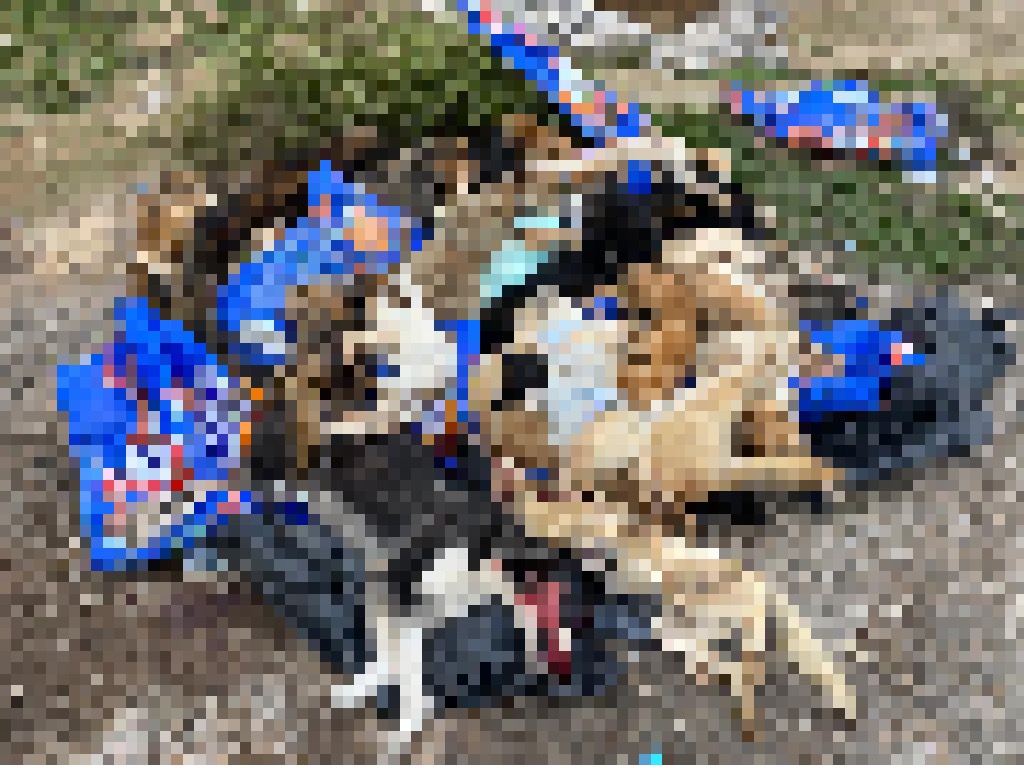 Причины массовой гибели собак под Астраханью до сих пор не установлены