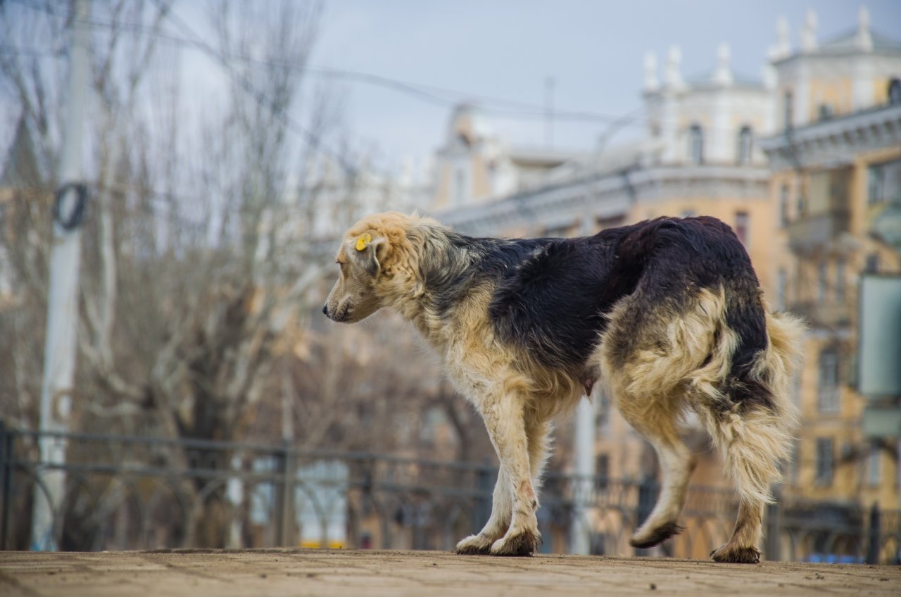 Губернатор назвал количество нечипированных бродячих собак в Астрахани