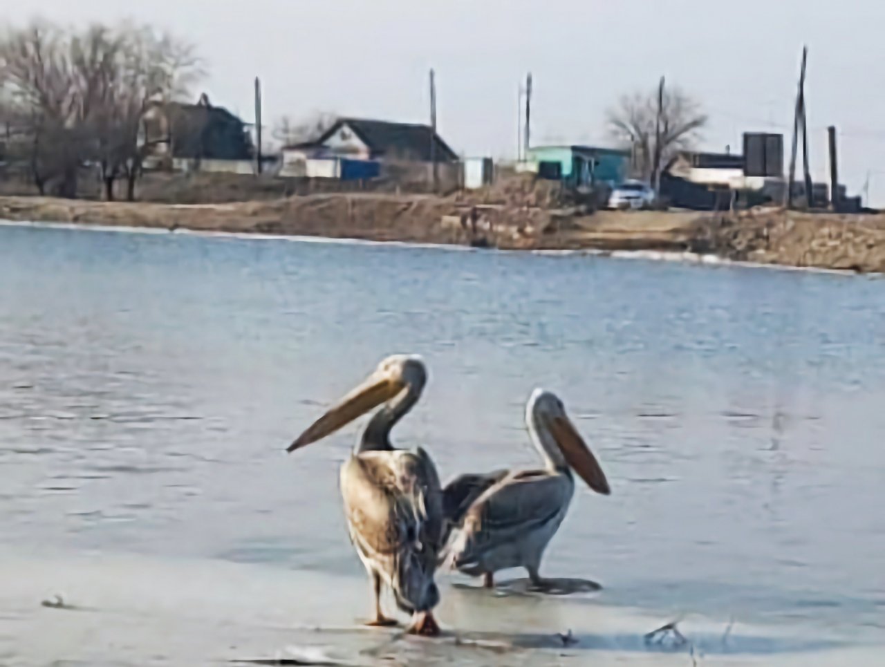 Двух пеликанов засняли гуляющими возле парома в Астраханской области
