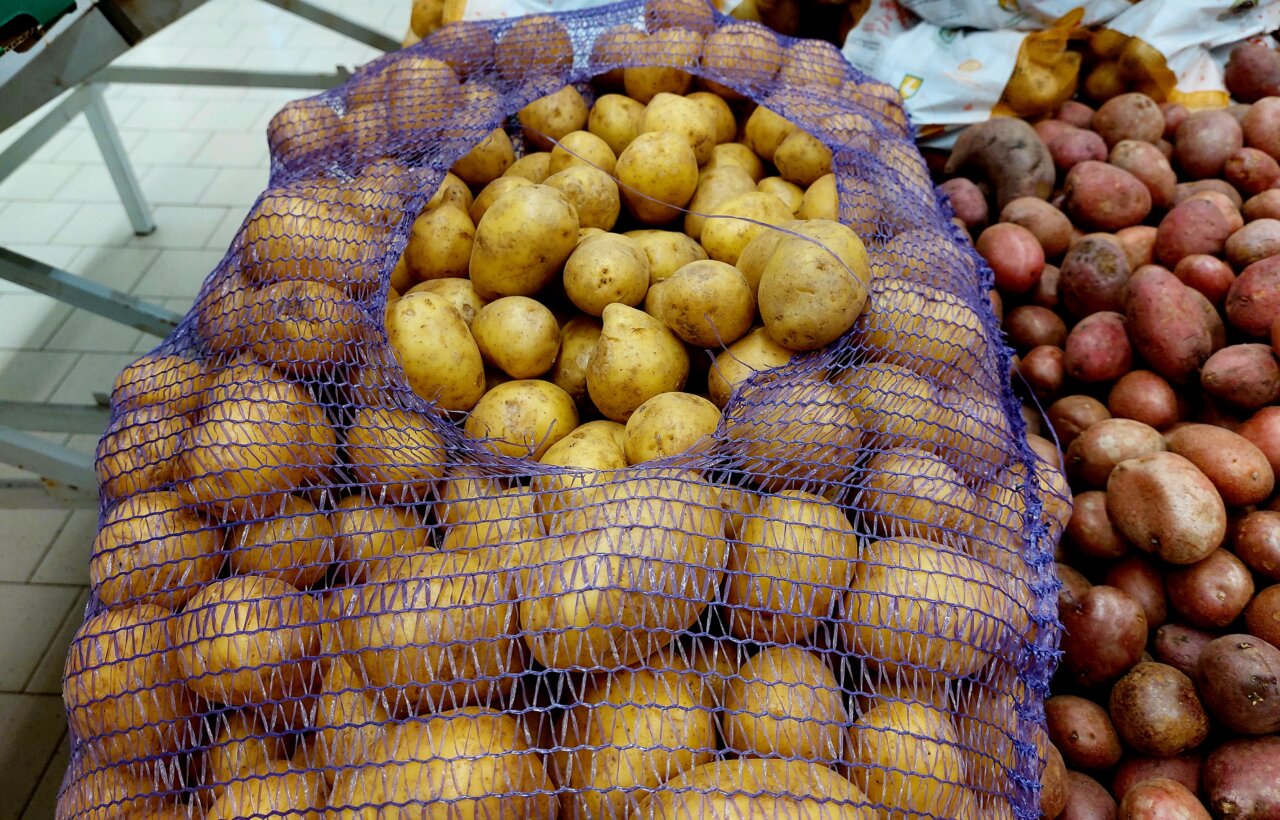 В Астраханской области появится элитный белорусский картофель