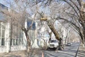 Для новых автобусов в Астрахани опиливают деревья