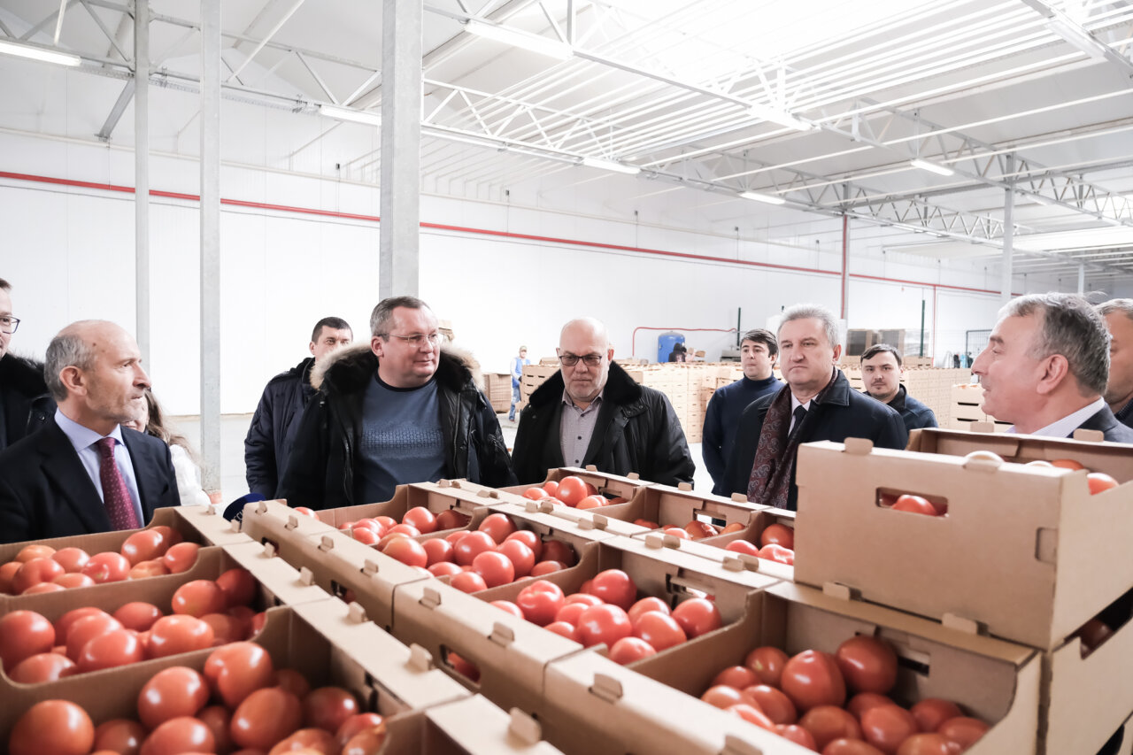 Свой первый урожай: как выращивают томаты и огурцы в крупнейшей теплице Астраханской области