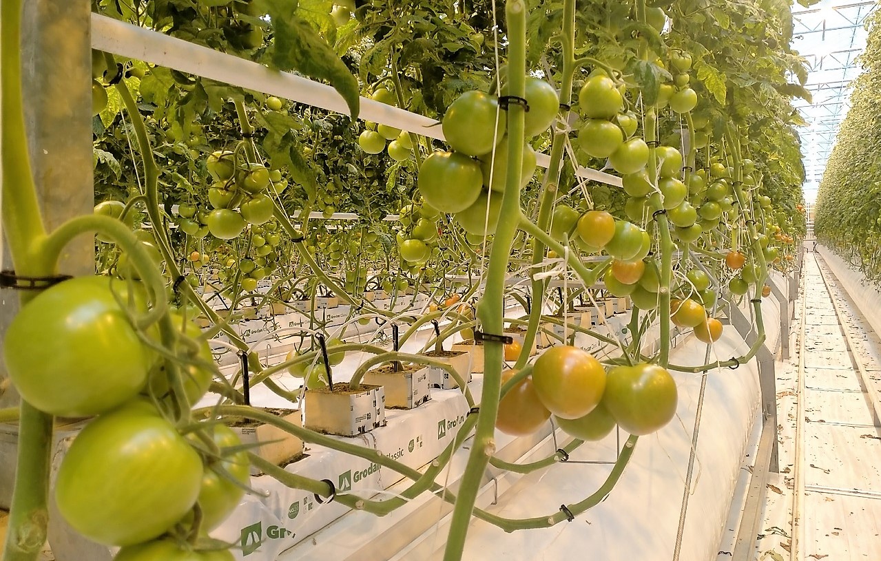 Астраханские помидоры будут поставлять в крупнейшие магазины России