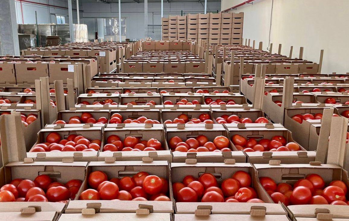 Астраханская область начала отгружать в регионы тепличные огурцы и помидоры