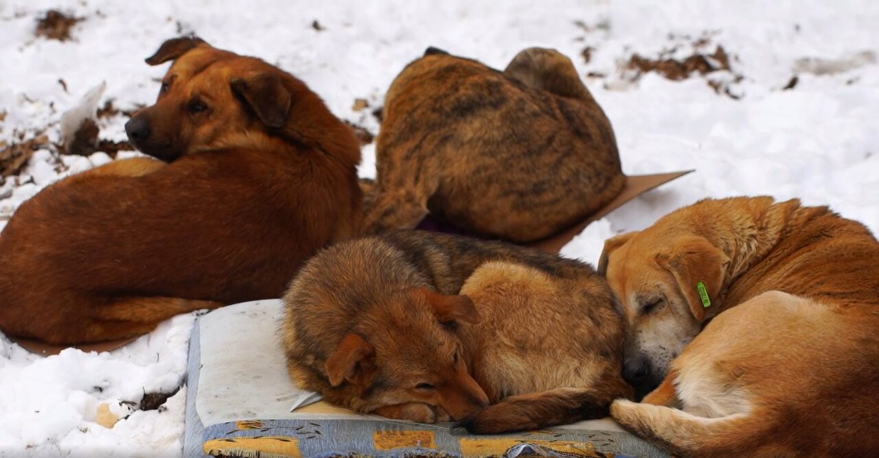 В Астрахани брат и сестра в один день попали в зубы бродячим собакам