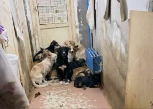 У астраханки отняли 35 собак из-за жалоб соседей по дому