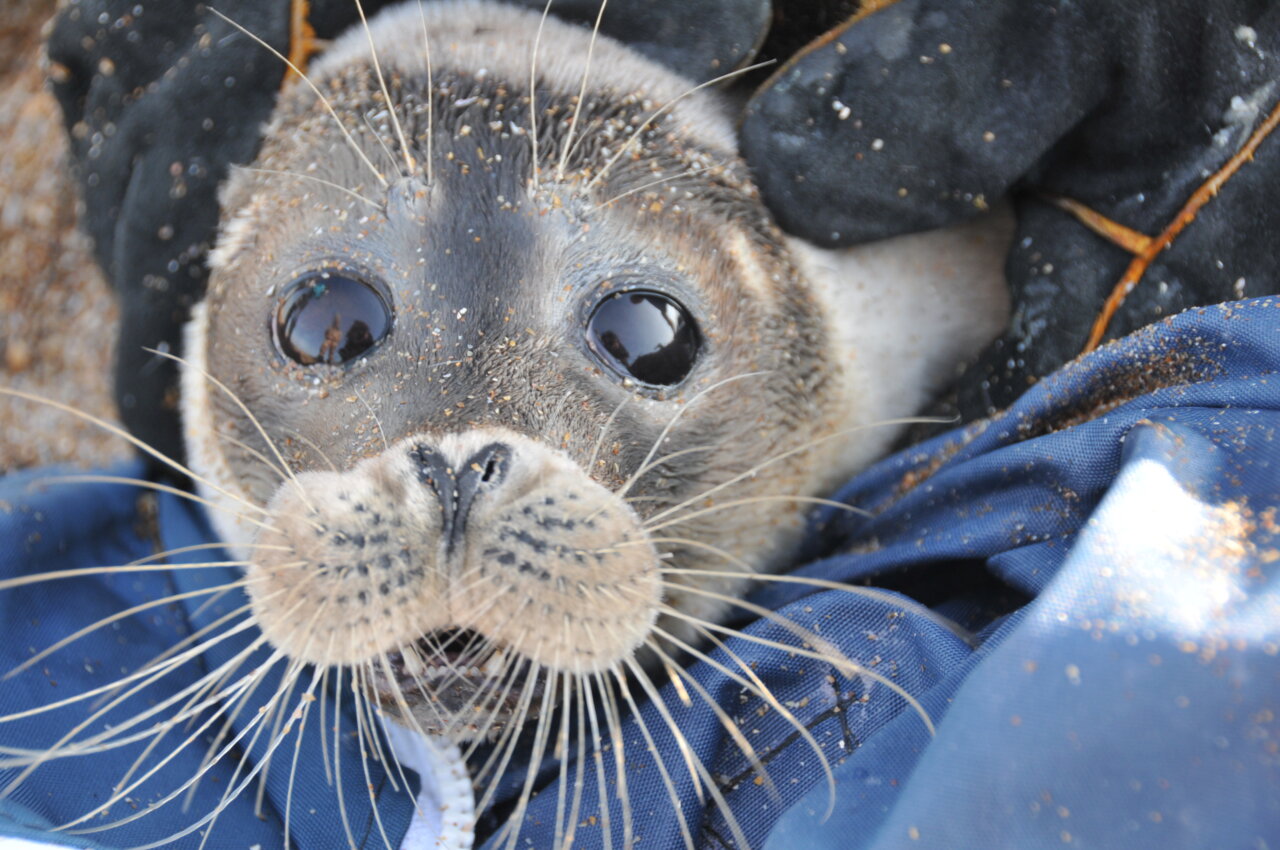 ЛУКОЙЛ берет под защиту Каспийского тюленя