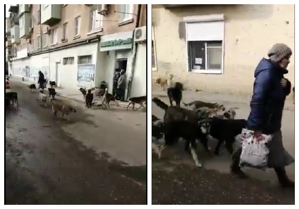 Собаки полностью оккупировали рынок в Астрахани