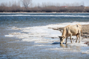 Остались рожки, да ножки: в Астраханской области раскрыли тайну исчезнувшей коровы