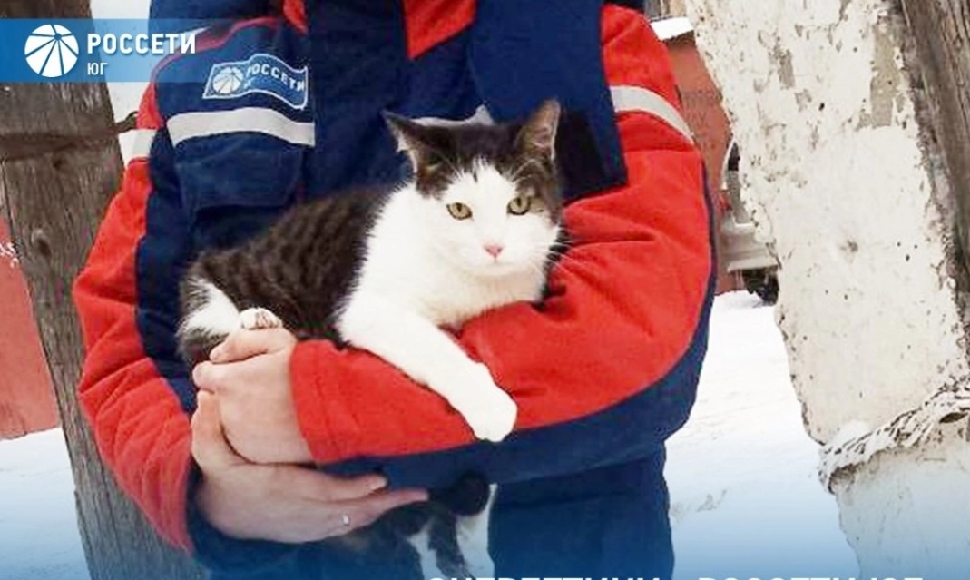 В Астрахани устроили операцию по спасению кота