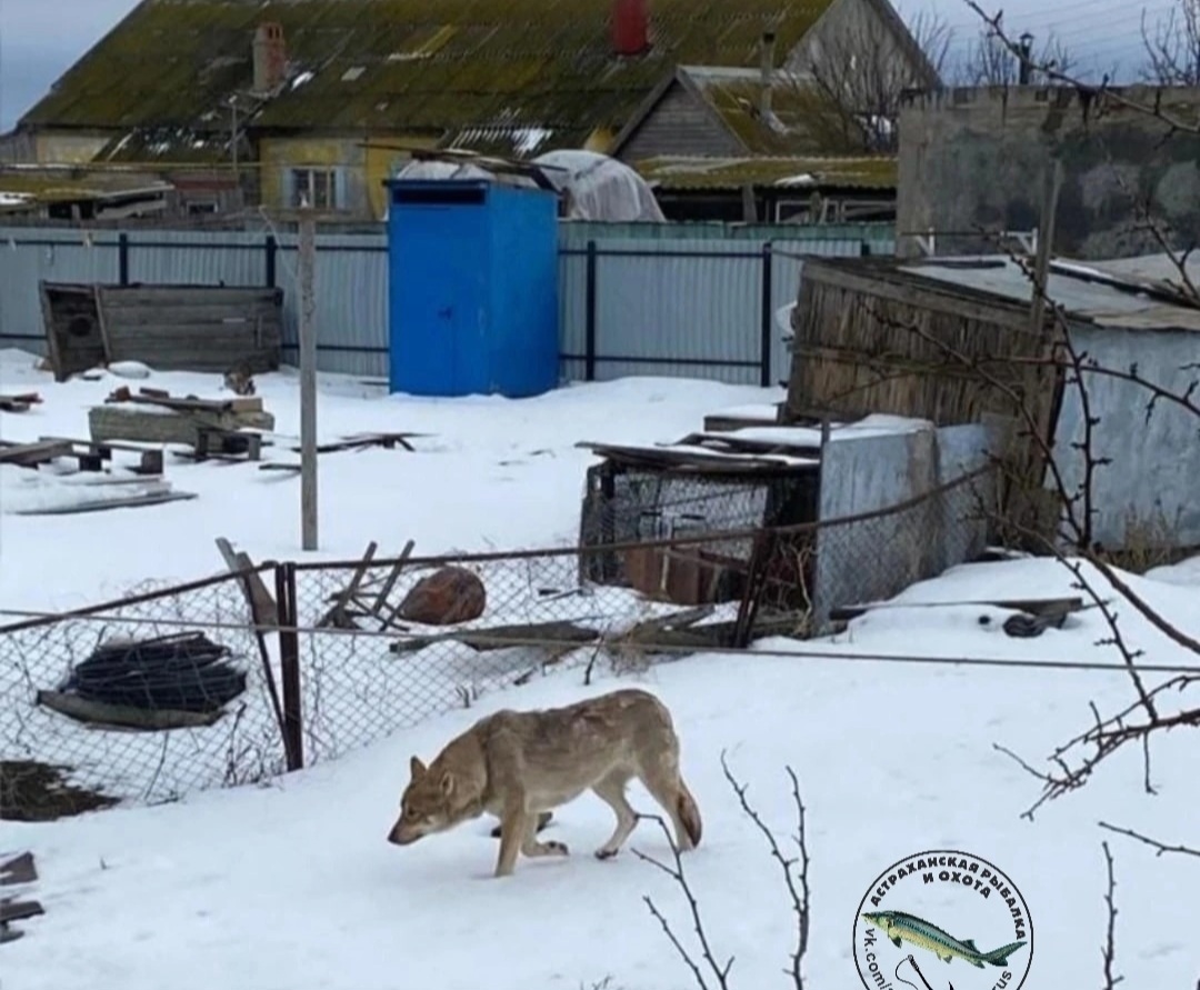 В астраханское село забежал свирепый хищник | АРБУЗ