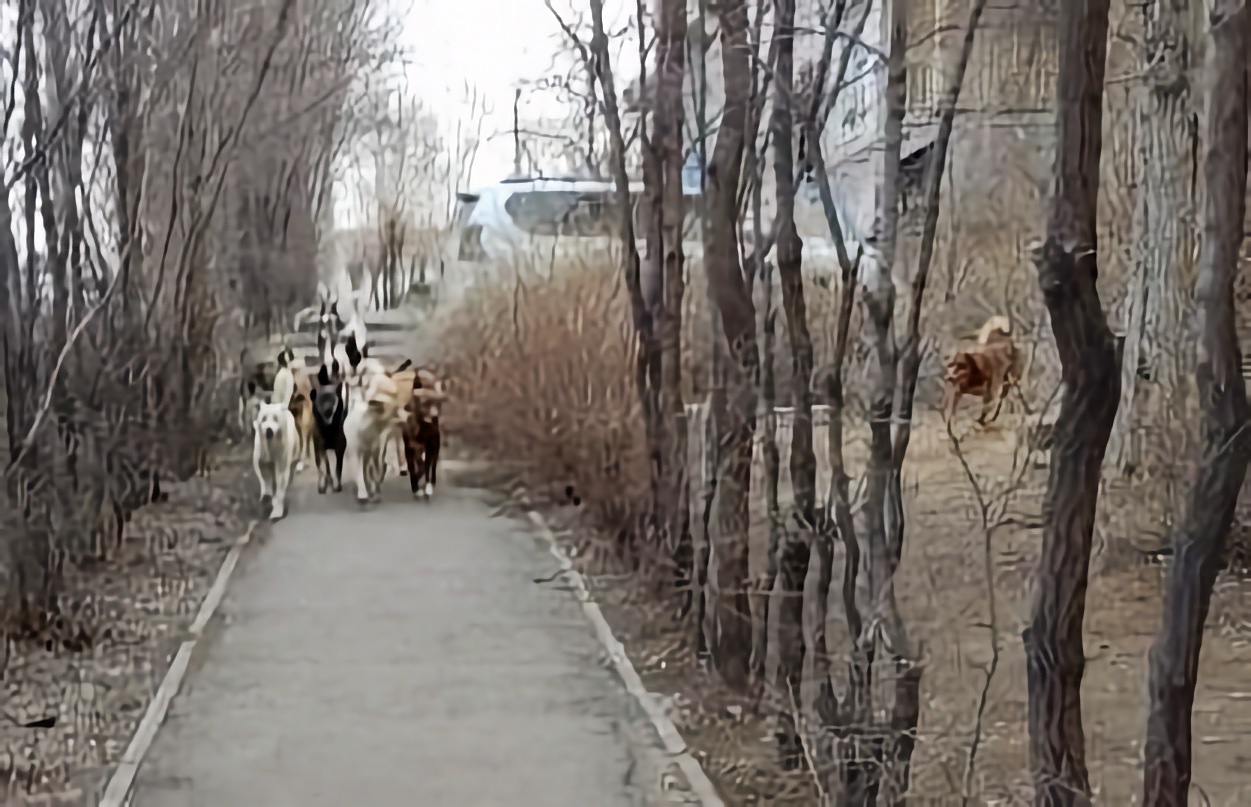 На сотрудницу сферы здравоохранения в Астрахани напала стая из 13 собак
