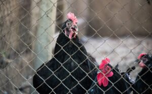 В Астрахани выявлен очаг смертельного заболевания — птичьей холеры