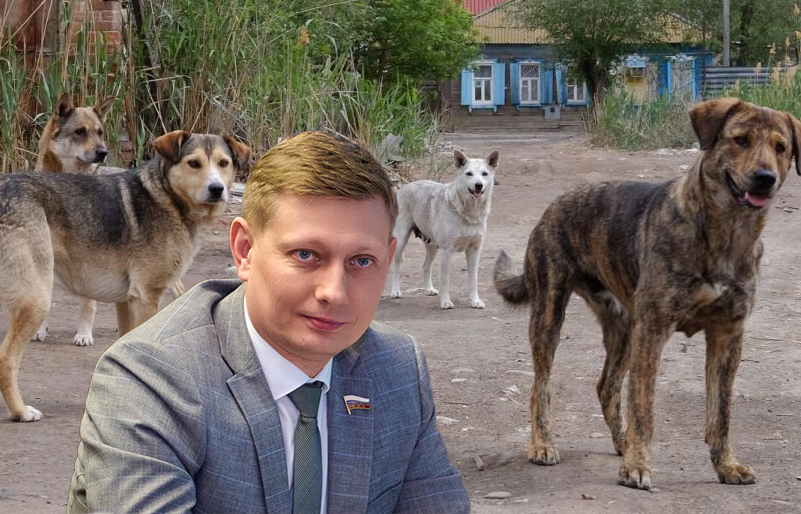 Депутат Госдумы направил запрос в прокуратуру по астраханскому собачьему вопросу
