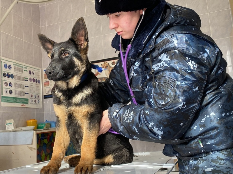 В Астраханскую область прибыли полицейские собаки