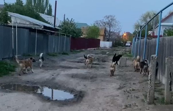 Стаи бродячих собак в Астрахани осваивают частый сектор