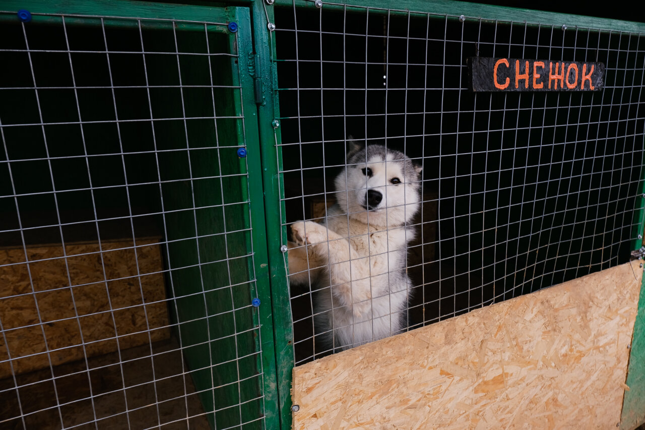 В Астраханской области скоро появится еще один приют для собак