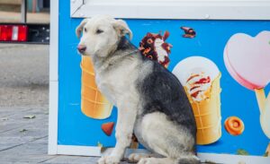 Бродячие собаки в Астрахани