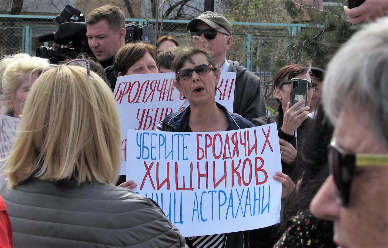 В Астрахани прошло пятое по счету собрание против бродячих собак
