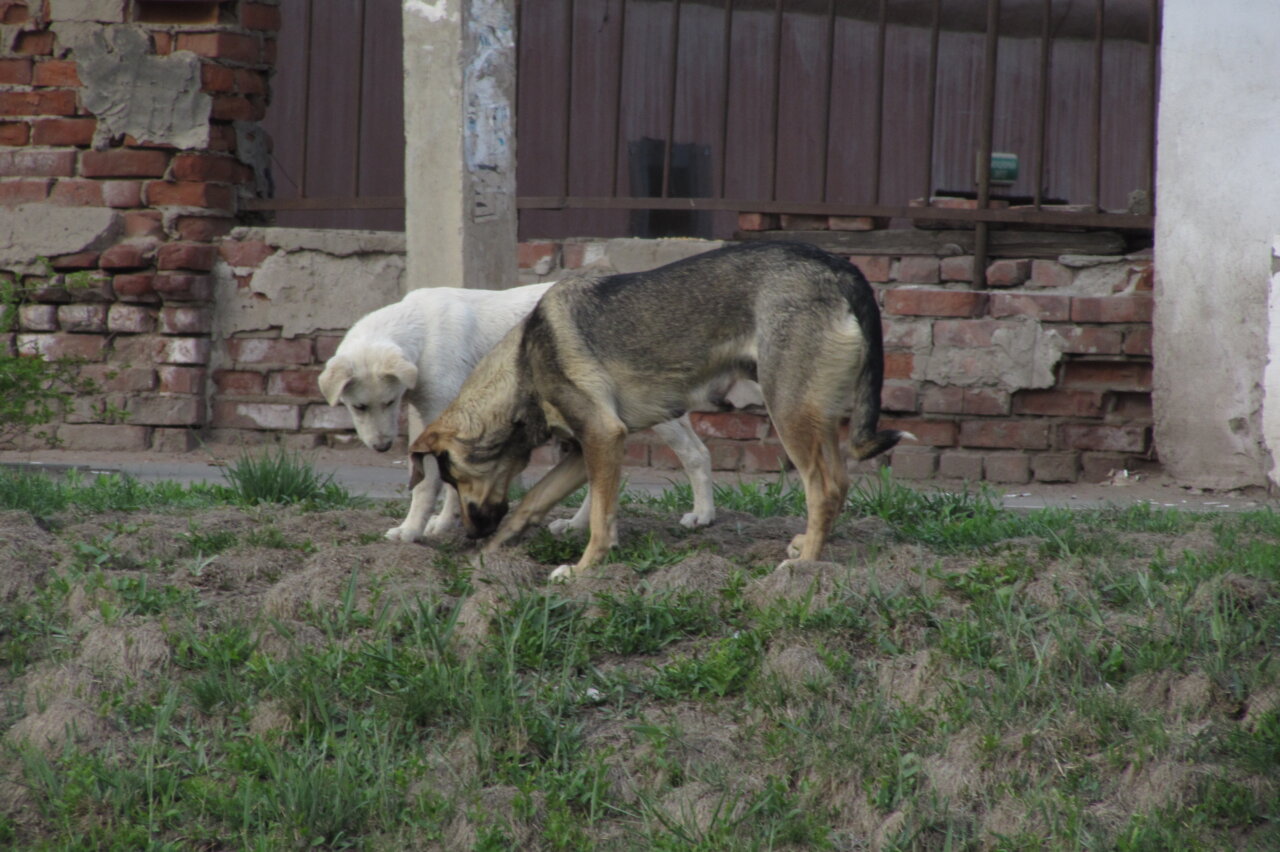 В Астраханской области приняли закон, разрешающий эвтаназию бродячих собак