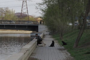В Астраханской области идет рыба, которую строжайше запрещено ловить