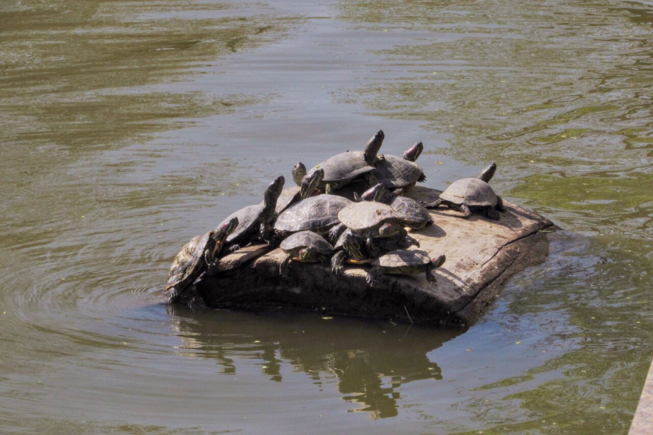 Черепахи на Лебедином озере