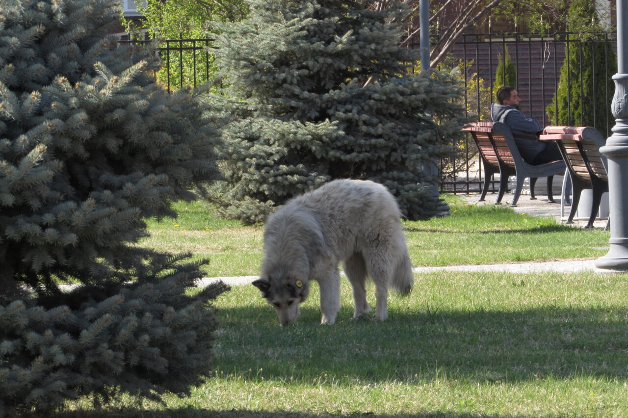 Московские зоозащитники уверены, что в Астрахани отстреливают собак
