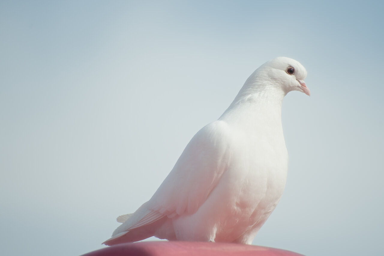 Астраханский губернатор выпустил белых голубей на Каспии