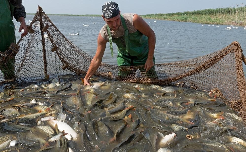 В Астраханской области массово ищут рыбаков и обработчиков рыбы