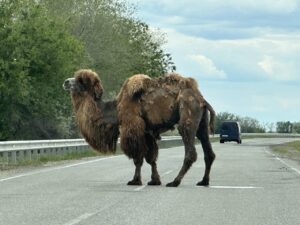 Астраханские верблюды фото