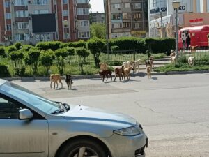 Астраханец рассказал, как стал жертвой огромной стаи бродячих собак