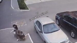 В Астрахани собаки напали на детей, одна девочка пострадала