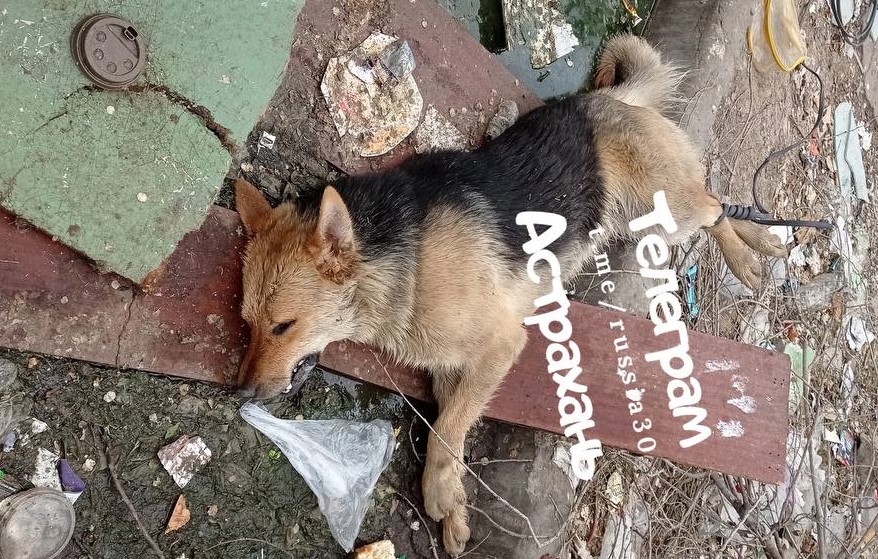 В Астрахани нашли труп бродячей собаки со связанными лапами