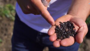 Астраханское предприятие в 2025 году произвело пять тонн семян арбузов для регионов РФ