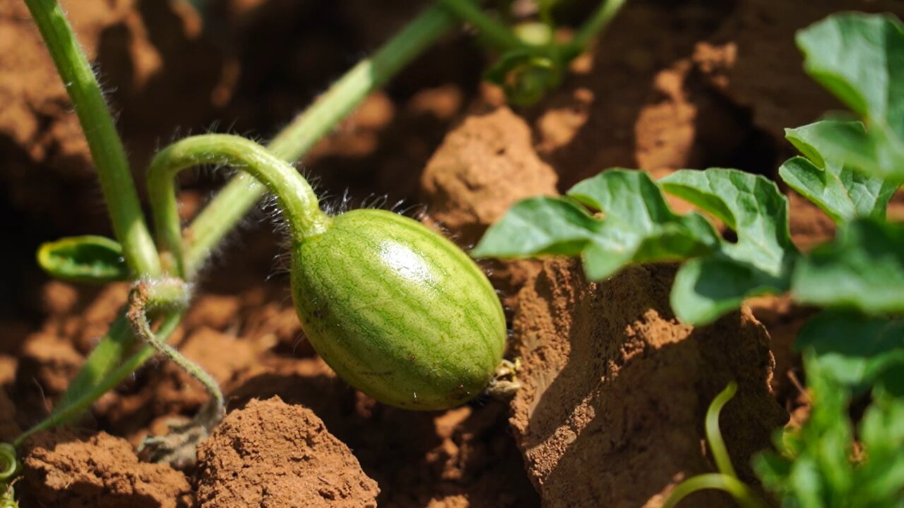 Скоро первый урожай: тайны арбузного дела от астраханского селекционера
