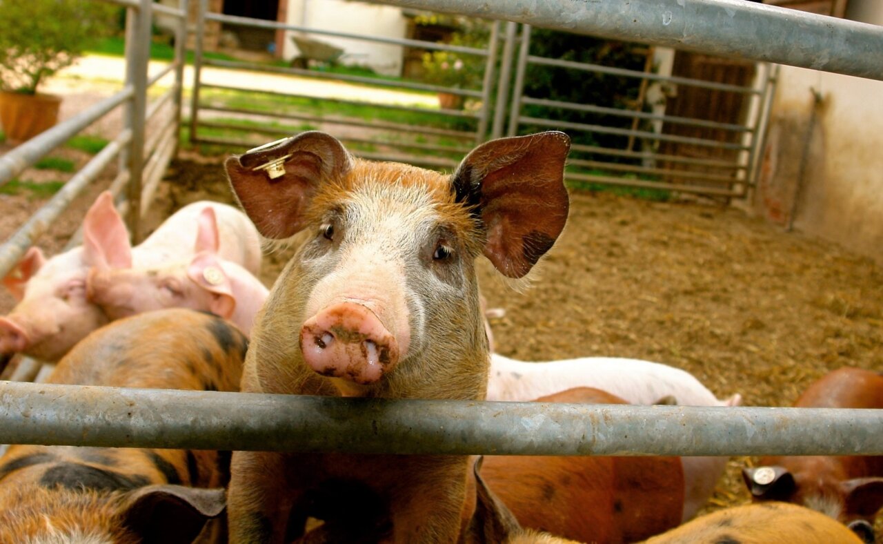 В чем причина массовой гибели свиней в Астраханской области