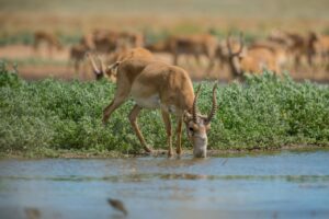 Покупка рогов сайгака может дорого обойтись астраханцу