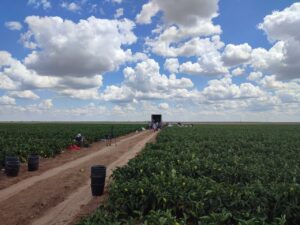 12 астраханских фермеров обрабатывали свои поля подозрительными пестицидами
