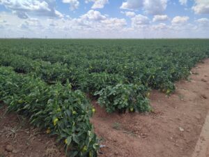 Астраханские ученые создали уникальное удобрение из бактерий