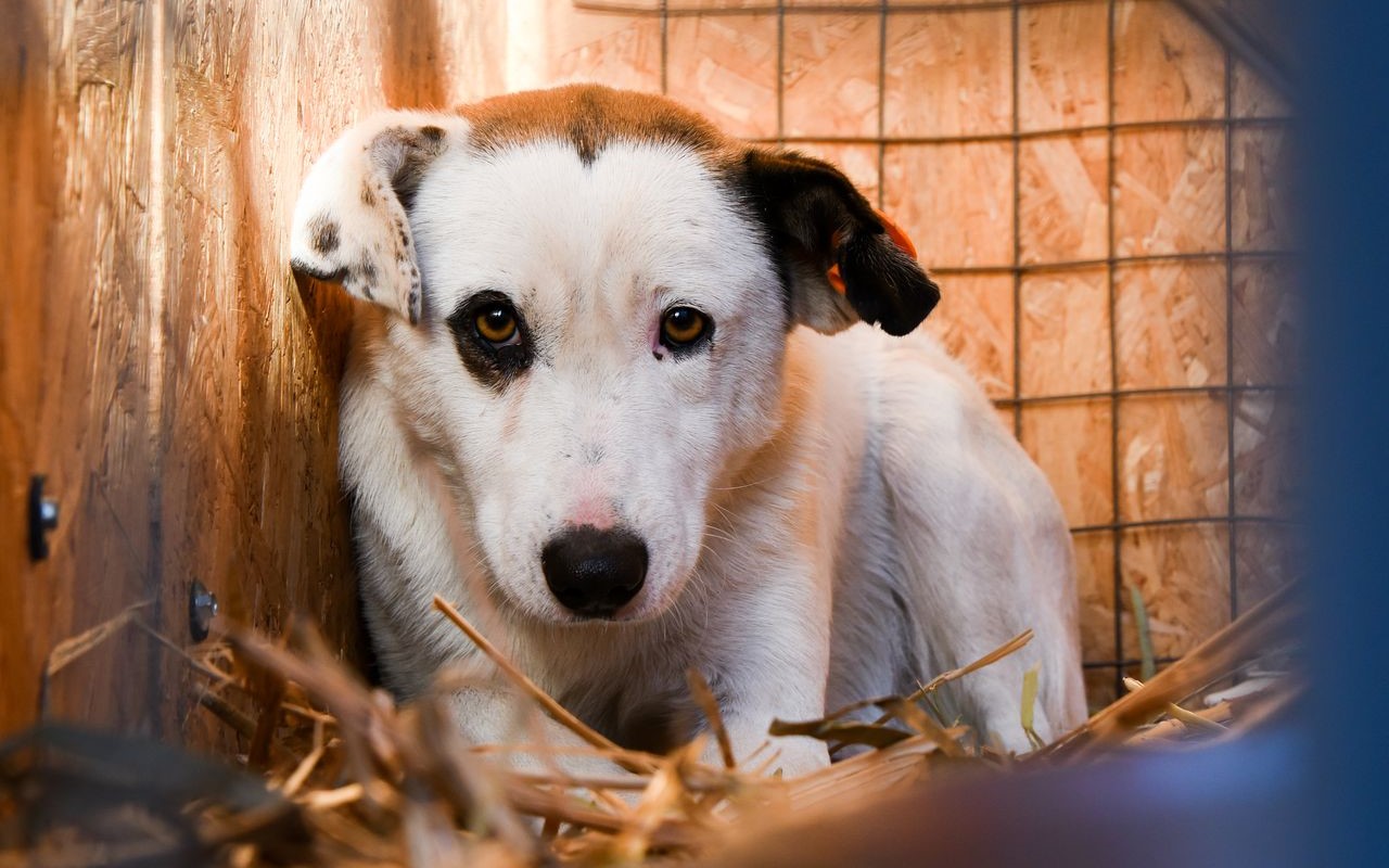 Сколько собак планируют отловить в Астрахани в этом году