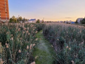 Росприроднадзор три года не может остановить поток канализации в Казачий ерик