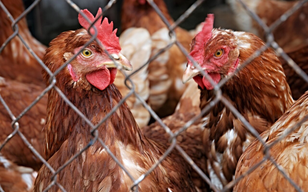 В Астраханской области обнаружили множество подозрительных куриц