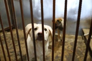 Астраханский собачий приют заподозрили в жестоком обращении с животными
