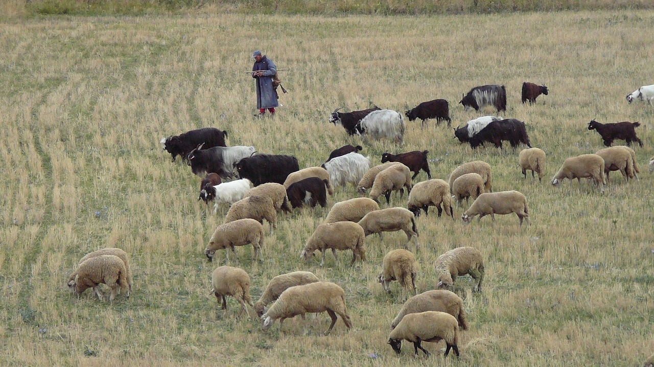 Астраханец стал нелегальным пастухом из-за большого долга по алиментам