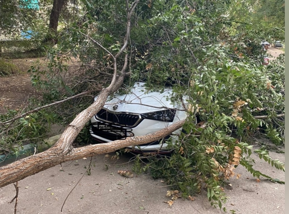 В Астрахани на иномарку упало дерево