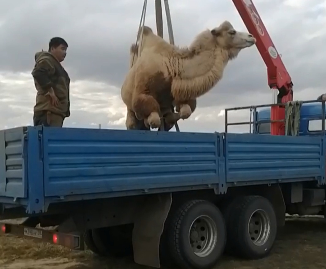 Астраханцам показали выгрузку огромного верблюда на агрофестивале